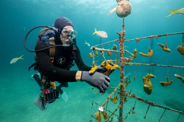 Ken Nedimyer, in a black scuba suit, using a cutting tool for coral at his nursery.